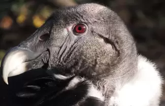 condor-ok