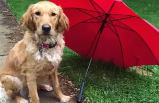 PERRITO