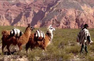 PASEO-CON-LLAMAS-OK