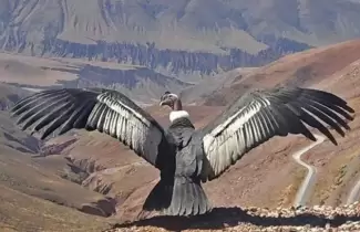 CONDOR-VUELA