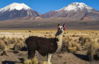 bolivia-ok