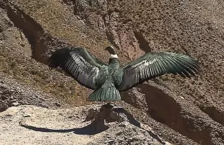 condor-ok-ok