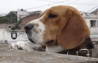 CACHO-PERRO-AGUSTINA