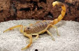 alacran