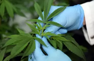 cannabis-ok
