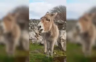 burro