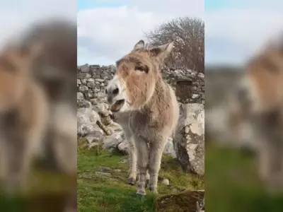 burro