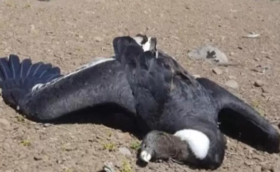 condor