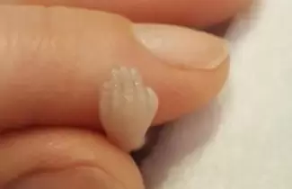 bebe