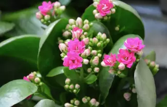 floricultura
