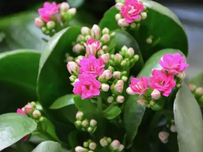floricultura