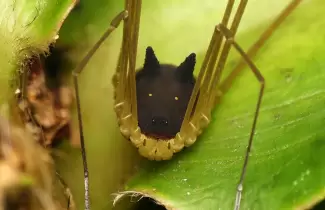 arana-perro