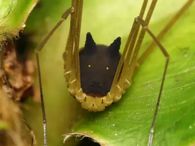 arana-perro