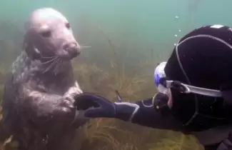foca-ok