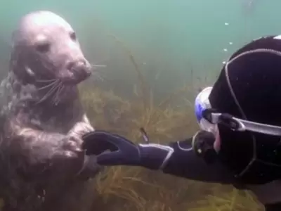 foca-ok