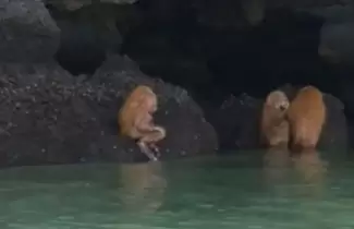 ewoks2
