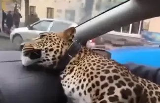 SISI-LEOPARDO