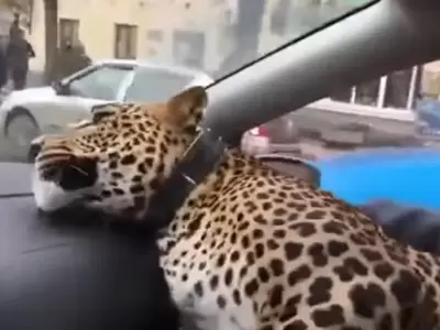 SISI-LEOPARDO