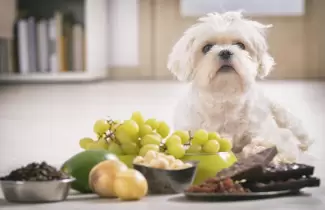 PERRO-VEGET