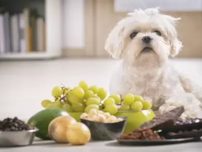 PERRO-VEGET
