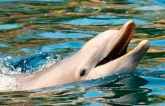delfin