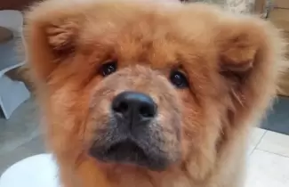 cachorrito-inglaterra