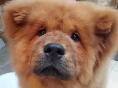 cachorrito-inglaterra