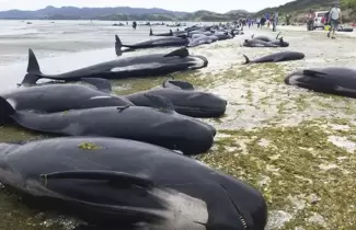 ballenas