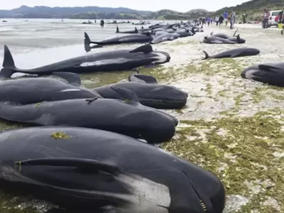 ballenas