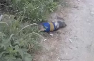 PERRO