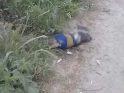 PERRO