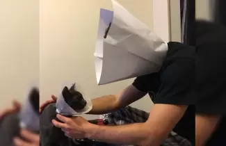 gatito