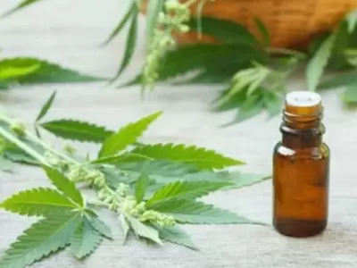 cannabis