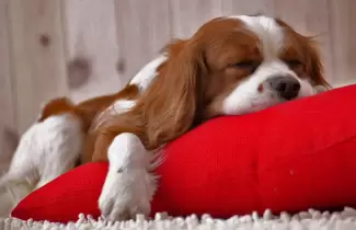 PERRO