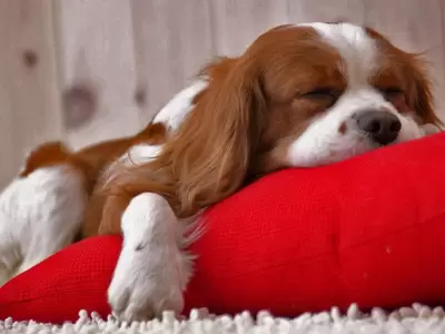 PERRO