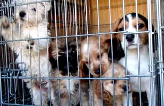 cachorros