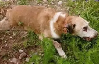 PERRITA-FALLECIDA