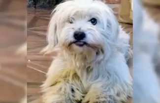 cachorro