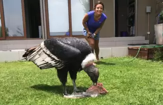 condor