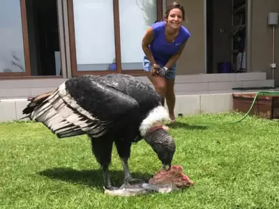 condor