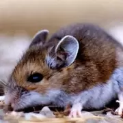 Encontraron una rata "del tamaño de un gato" en Inglaterra y crece la preocupación por una plaga