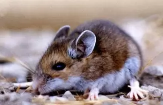 RATA
