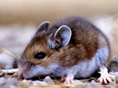 RATA