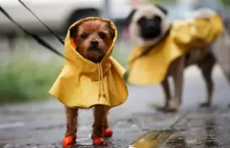 LLUVIA