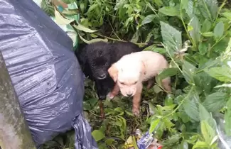 cachorritos-