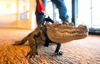 caiman