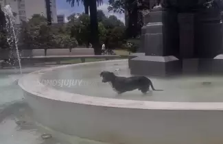 PERRITO-FUENTE