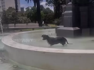 PERRITO-FUENTE