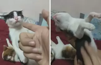 Gato-finge-muerte