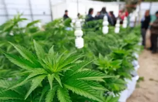 cannabis-ok